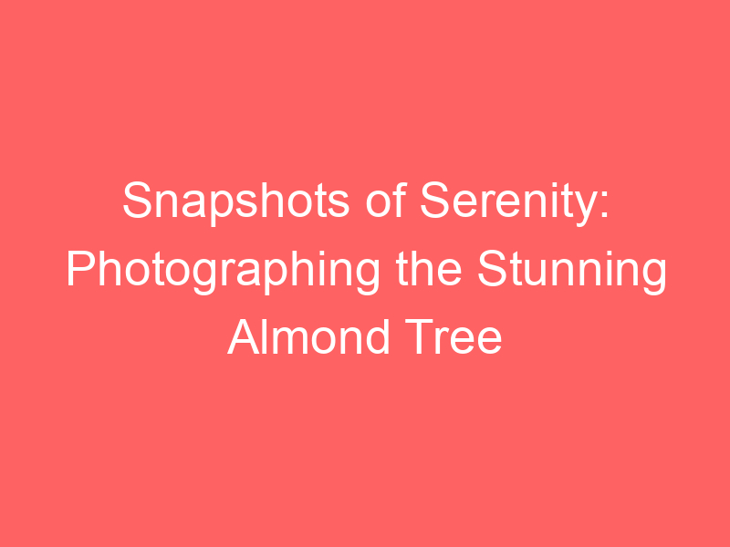 Snapshots of Serenity: Photographing the Stunning Almond Tree